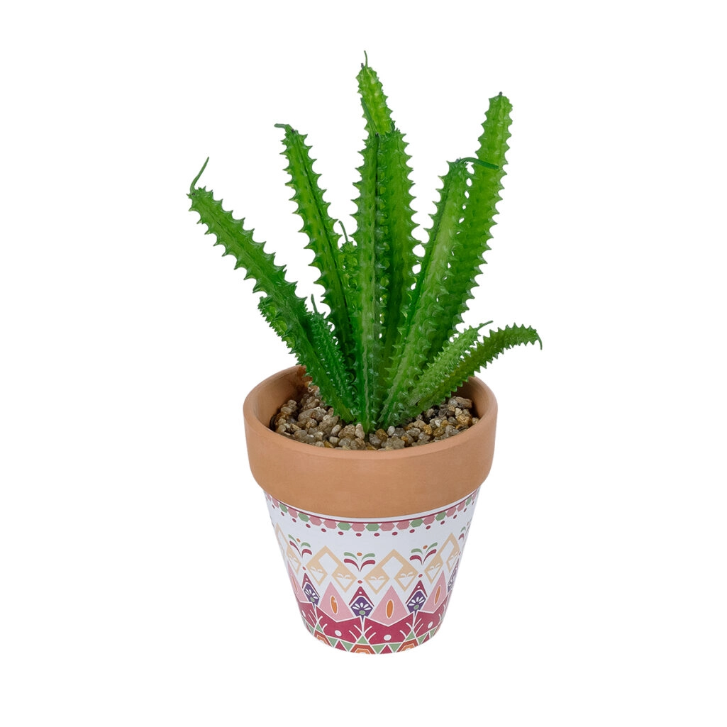 ΠΑΧΥΦΥΤΟ EUPHORBIA ΣΕ ΓΛΑΣΤΡΑΚΙ 21052 Διακοσμητικό Φυτό Ευφορβία Φ18 x Υ23cm
