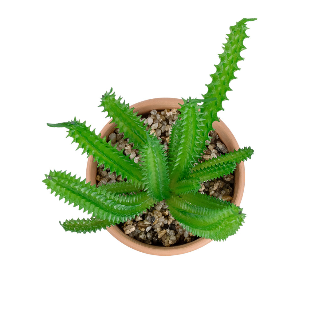 ΠΑΧΥΦΥΤΟ EUPHORBIA ΣΕ ΓΛΑΣΤΡΑΚΙ 21052 Διακοσμητικό Φυτό Ευφορβία Φ18 x Υ23cm