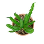 ΠΑΧΥΦΥΤΟ EUPHORBIA ΣΕ ΓΛΑΣΤΡΑΚΙ 21052 Διακοσμητικό Φυτό Ευφορβία Φ18 x Υ23cm