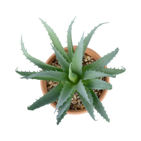 ΠΑΧΥΦΥΤΟ ALOE ΣΕ ΓΛΑΣΤΡΑΚΙ 21053 Διακοσμητικό Φυτό Αλόη  Φ15 x Υ19cm - Μικρα Φυτά και Παχύφυτα Sticky 1