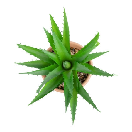 ΠΑΧΥΦΥΤΟ ALOE ΣΕ ΓΛΑΣΤΡΑΚΙ 21054 Διακοσμητικό Φυτό Αλόη  Φ15 x Υ19cm - Μικρα Φυτά και Παχύφυτα Sticky 1