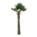 PLANT PALM TREE 21055 Διακοσμητικό Δέντρο Φοίνικα  Φ240 x Υ400cm