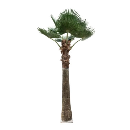 PLANT PALM TREE 21055 Διακοσμητικό Δέντρο Φοίνικα  Φ240 x Υ400cm
