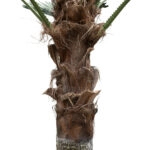 PLANT PALM TREE 21055 Διακοσμητικό Δέντρο Φοίνικα  Φ240 x Υ400cm