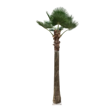 PLANT PALM TREE 21056 Διακοσμητικό Δέντρο Φοίνικα  Φ240 x Υ500cm