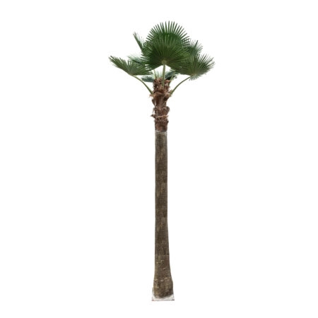 PLANT PALM TREE 21057 Διακοσμητικό Δέντρο Φοίνικα  Φ240 x Υ600cm