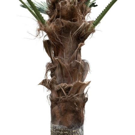 PLANT PALM TREE 21057 Διακοσμητικό Δέντρο Φοίνικα  Φ240 x Υ600cm - Τεχνητοι Φοινικες Sticky 2