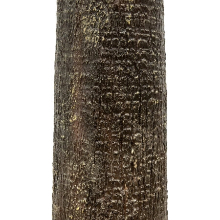 PLANT PALM TREE 21057 Διακοσμητικό Δέντρο Φοίνικα  Φ240 x Υ600cm - Τεχνητοι Φοινικες Sticky 3