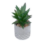 ΠΑΧΥΦΥΤΟ ALOE 21096 Διακοσμητικό Φυτό Παχύφυτο Αλόη Υ17cm