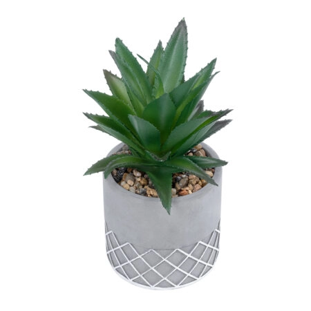 ΠΑΧΥΦΥΤΟ ALOE 21096 Διακοσμητικό Φυτό Παχύφυτο Αλόη Υ17cm