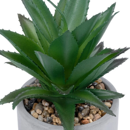 ΠΑΧΥΦΥΤΟ ALOE 21096 Διακοσμητικό Φυτό Παχύφυτο Αλόη Υ17cm - Μικρα Φυτά και Παχύφυτα Sticky 1