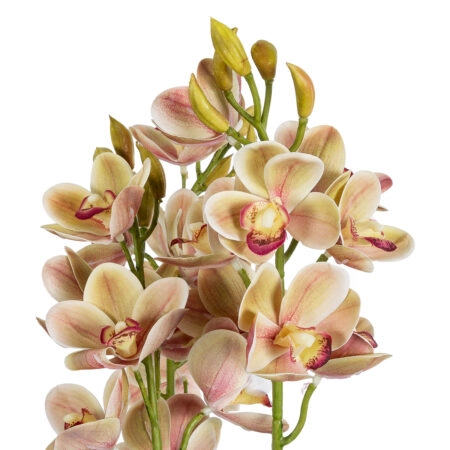 CHAMPAGNE CHERRY CYMBIDIUM 21404 Διακοσμητικό Φυτό Σαμπανιζέ Κυμβίδιο Υ60cm - Τεχνητες Ορχιδεες Sticky 1