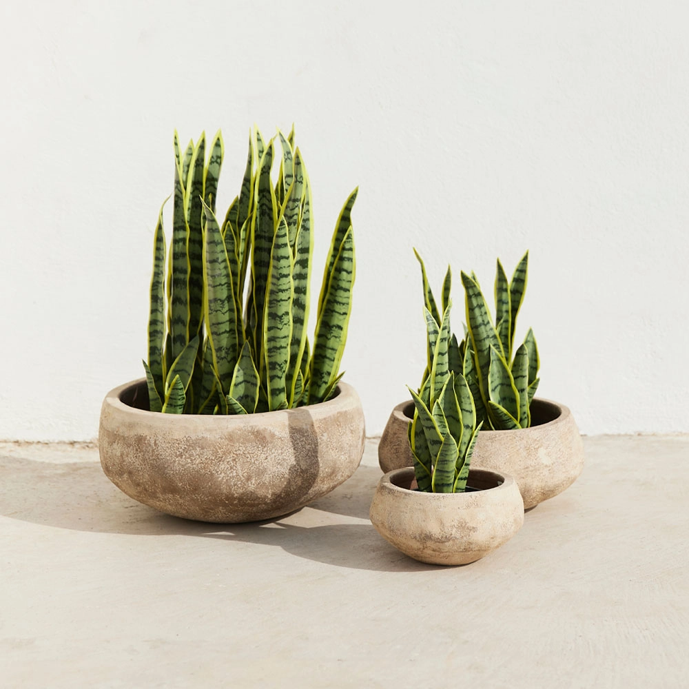 SANSEVIERIA ΦΥΤΟ ΤΕΧΝΗΤΟ ΣΕ ΓΛΑΣΤΡΑ 15x12x32 ΥΦΑΣΜΑ ΠΡΑΣΙΝΟ ΚΙΤΡΙΝΟ ΠΛΑΣΤΙΚΟ