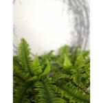 BOSTON FERN ΦΥΤΟ ΤΕΧΝΗΤΟ ΣΕ ΓΛΑΣΤΡΑ 36 POLYESTER ΠΡΑΣΙΝΟ PE/PP