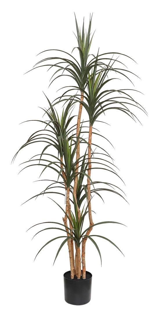 DRACAENA  NP_325_180  ΥΨΟΣ 180cm