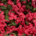 BOUGANVILLEA PLANT 20666 Τεχνητό Διακοσμητικό Φυτό Μπουκανβίλια Π145 x Μ70 x Y57cm