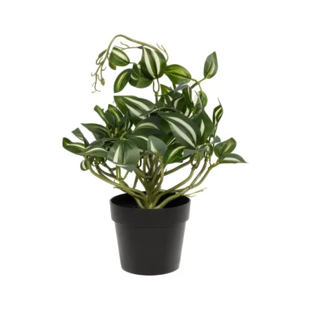 ZEBRINA PLANT 20960 Διακοσμητικό Φυτό Ζεμπρίνα Φ45 x Υ22cm - Μικρα Φυτά και Παχύφυτα Sticky 1