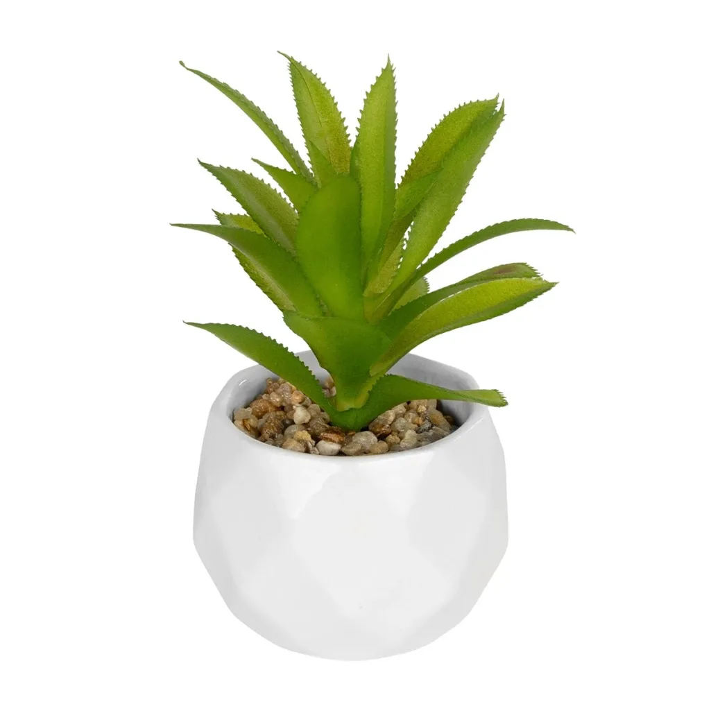 ΠΑΧΥΦΥΤΟ ALOE ΣΕ ΓΛΑΣΤΡΑΚΙ 20984 Διακοσμητικό Φυτό Αλόη Φ9 x Υ12cm