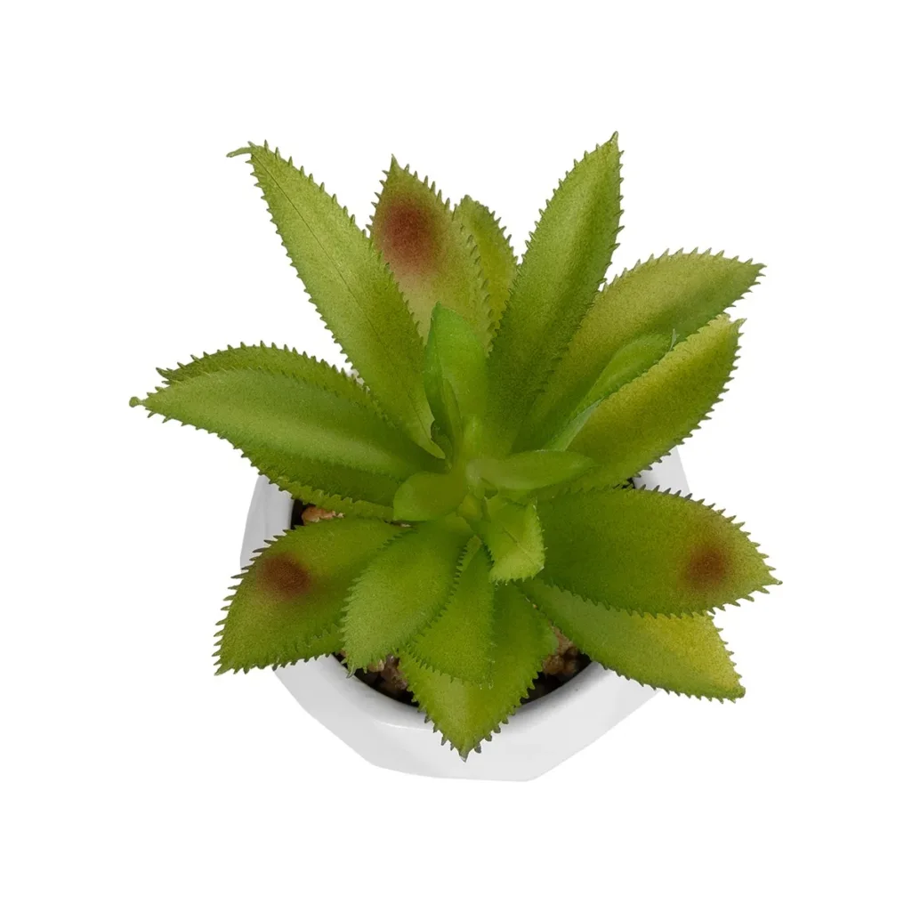 ΠΑΧΥΦΥΤΟ ALOE ΣΕ ΓΛΑΣΤΡΑΚΙ 20984 Διακοσμητικό Φυτό Αλόη Φ9 x Υ12cm