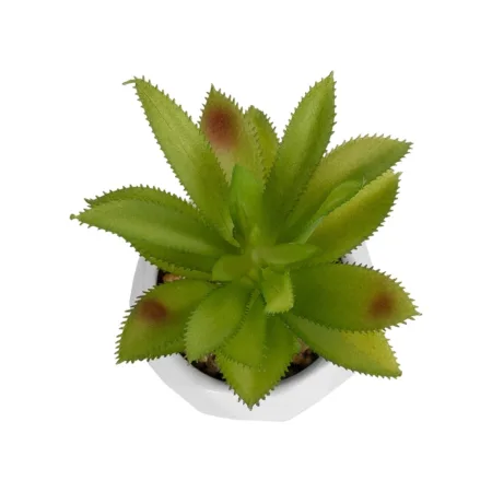 ΠΑΧΥΦΥΤΟ ALOE ΣΕ ΓΛΑΣΤΡΑΚΙ 20984 Διακοσμητικό Φυτό Αλόη Φ9 x Υ12cm - Μικρα Φυτά και Παχύφυτα Sticky 1