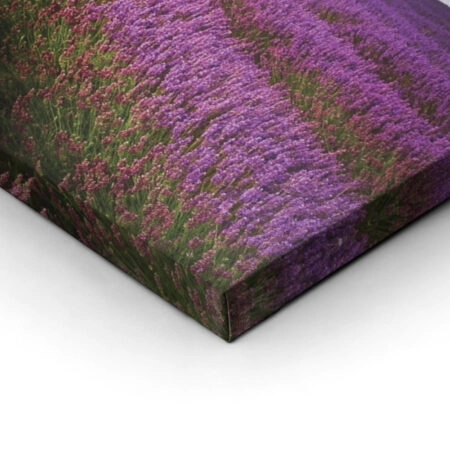 LAVENDER FIELD_B
