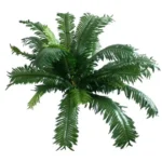 ΡΙΖΑ ΤΣΙΚΑ 50xY40cm