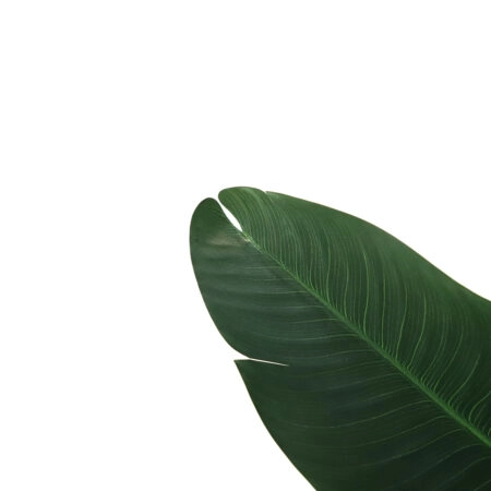 BANANA TREE NP1410_120  ΥΨΟΣ 120cm -  Sticky 1