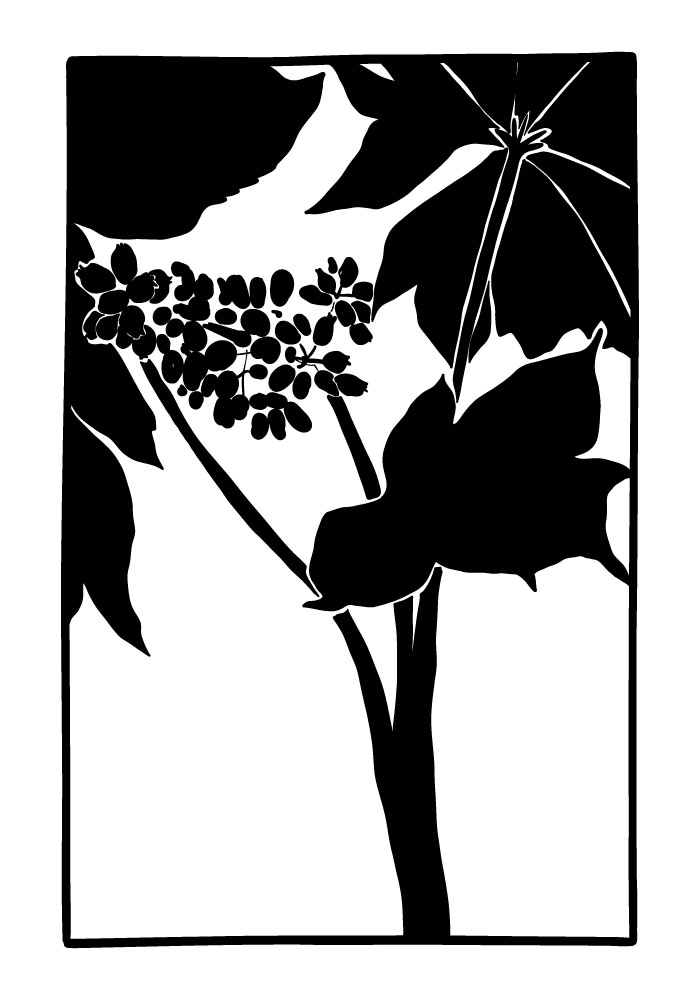 Πόστερ ABSTRACT BLACK AND WHITE LEAVES