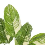 DIEFFENBACHIA 20941 Τεχνητό Διακοσμητικό Φυτό Πράσινη & Μπεζ Διφενμπάχια Μ80 x Π80 x Υ90cm