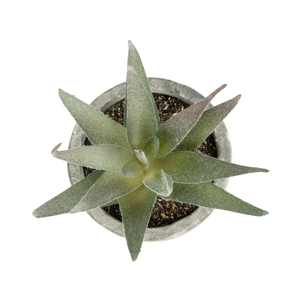 ΠΑΧΥΦΥΤΟ ALOE 21022 Τεχνητό Διακοσμητικό Φυτό Αλόη Μ6 x Π6 x Υ12cm