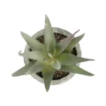 ΠΑΧΥΦΥΤΟ ALOE 21022 Τεχνητό Διακοσμητικό Φυτό Αλόη Μ6 x Π6 x Υ12cm