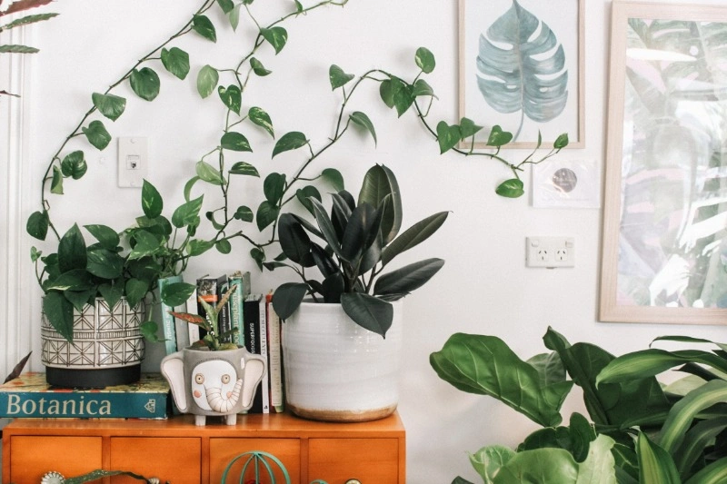 Nature Room Decor